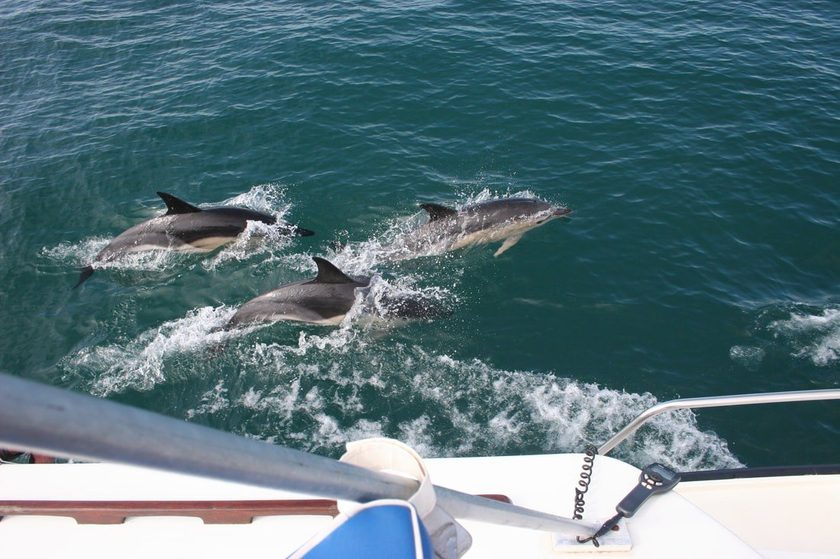 Catamaran boat trip from Puerto Calero Lanzarote — sailing along volcanic coastline with dolphin watching and clear turquoise Atlantic waters